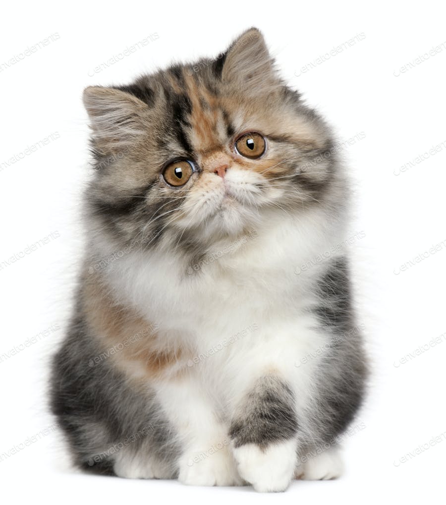 عکس بچه گربه پرشین