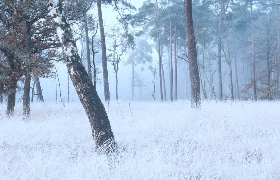عکس جنگل برفی در مه