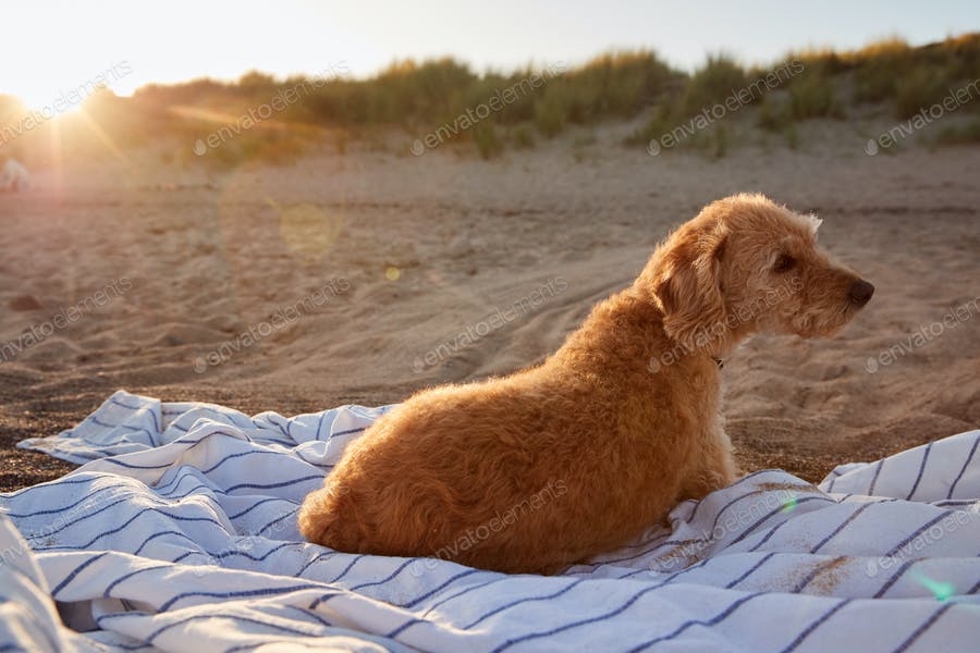 عکس سگ در ساحل