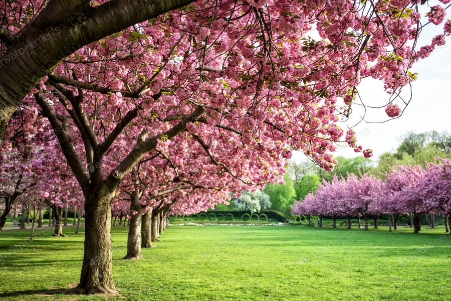عکس شکوفه های گیلاس