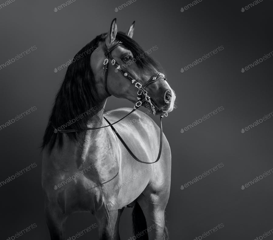 عکس سیاه و سفید اسب