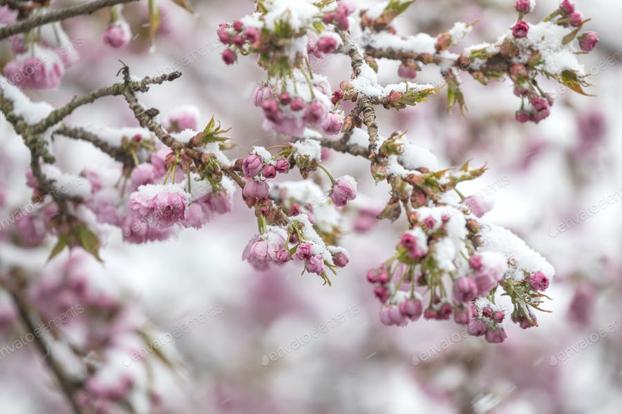 عکس شکوفه های گیلاس در زمستان برفی