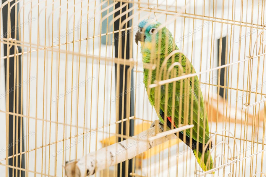 عکس پرنده در قفس