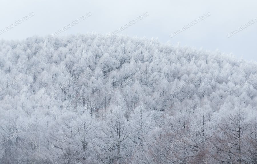 عکس درختان پوشیده از برف