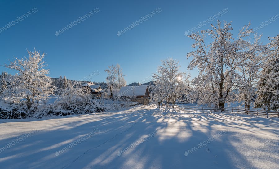 عکس جنگل پوشیده از برف
