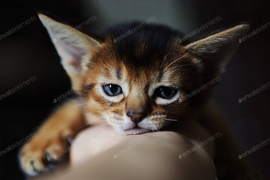 عکس بچه گربه