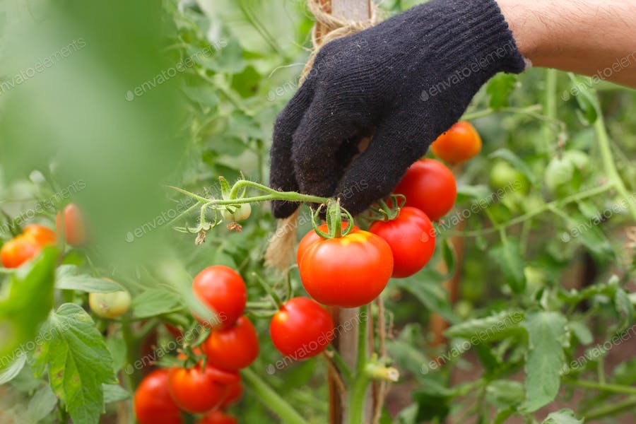 عکس گوجه فرنگی در باغچه