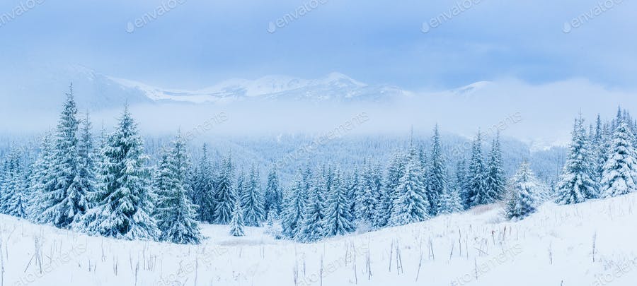 عکس جنگل پوشیده از برف