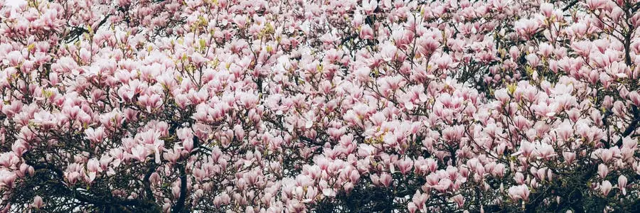 عکس شکوفه های بهاری