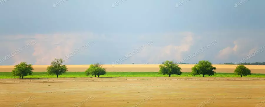 عکس درخت
