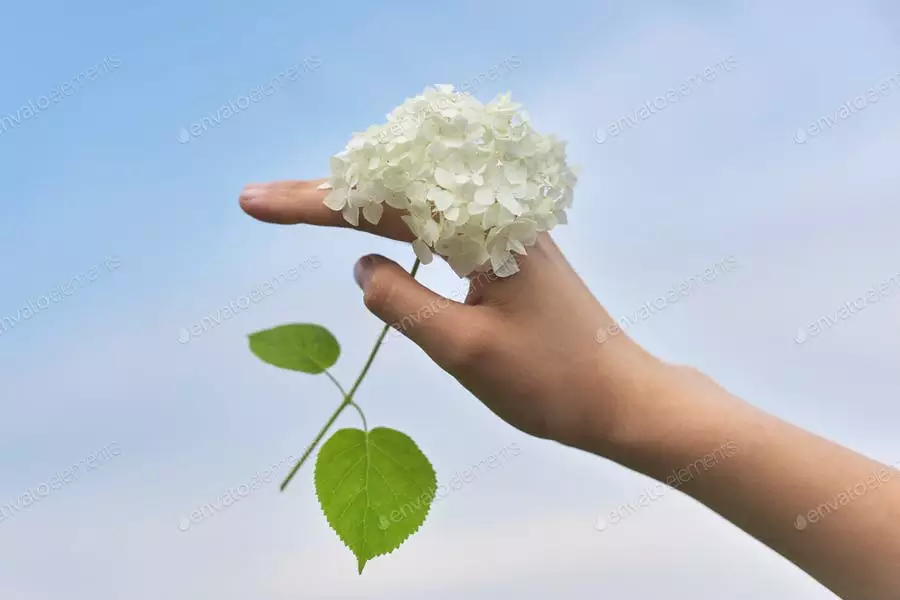 عکس گل سفید