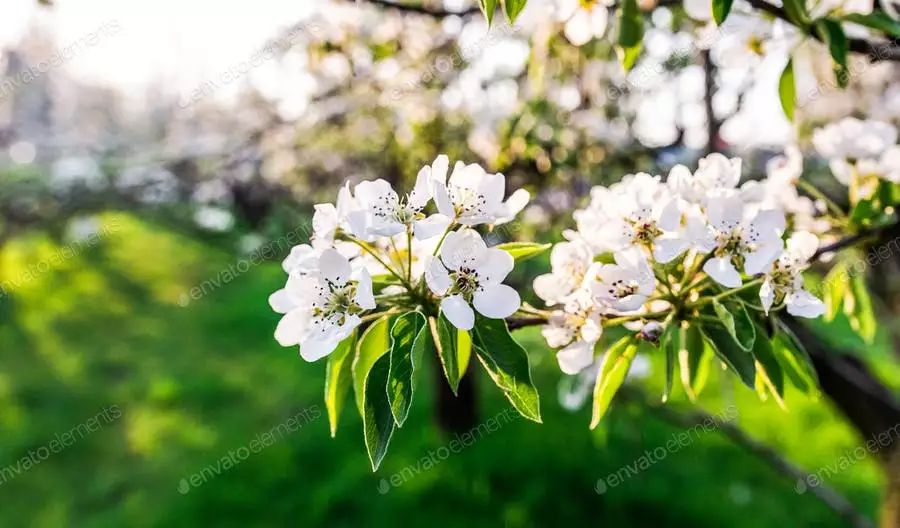 عکس شکوفه های درخت سیب