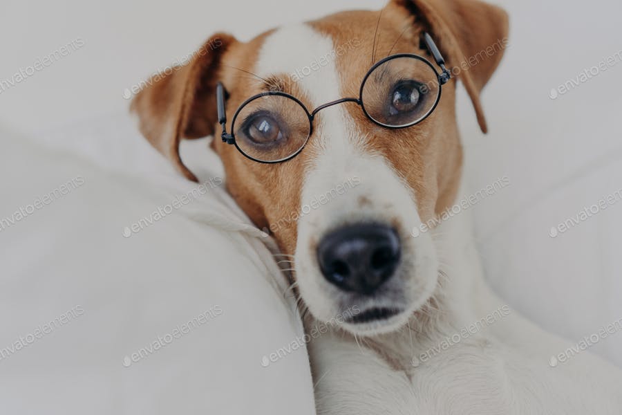 عکس سگ با عینک