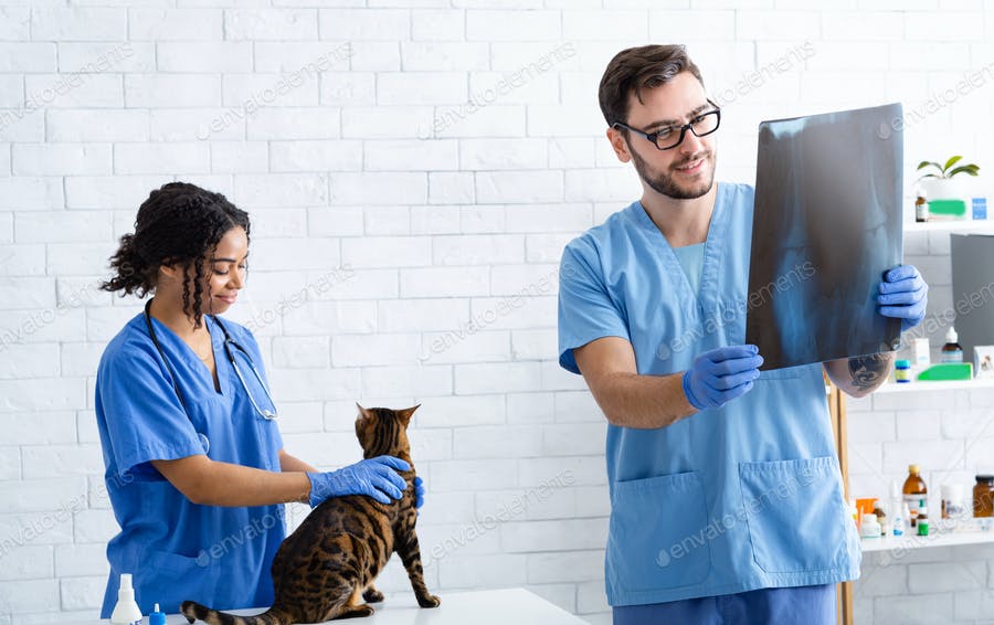 عکس دکتر در حال مشاهده عکس رادیولوژی گربه