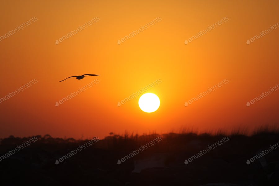 عکس ضد نور پرنده در آسمان هنگام غروب خورشید