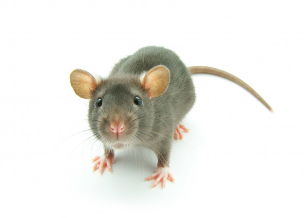 عکس موش در پس زمینه سفید