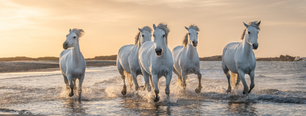 عکس دویدن اسب های سفید در ساحل