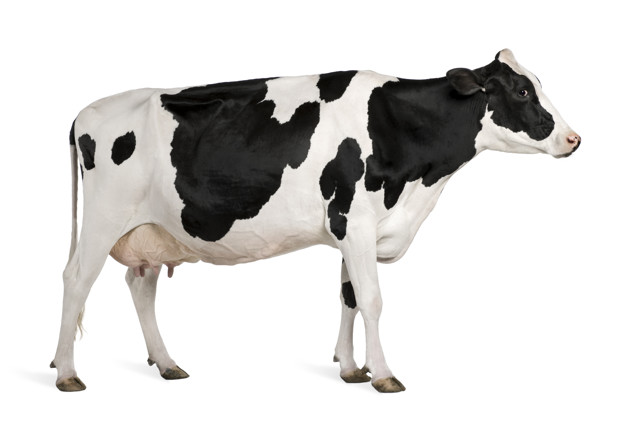 عکس گاو با پس زمینه سفید