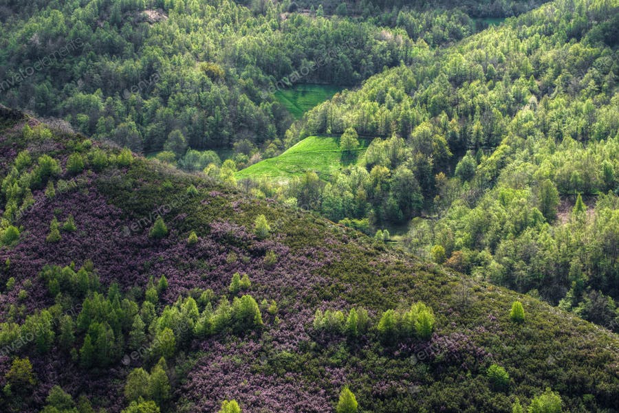 عکس کوهستان جنگلی در بهار