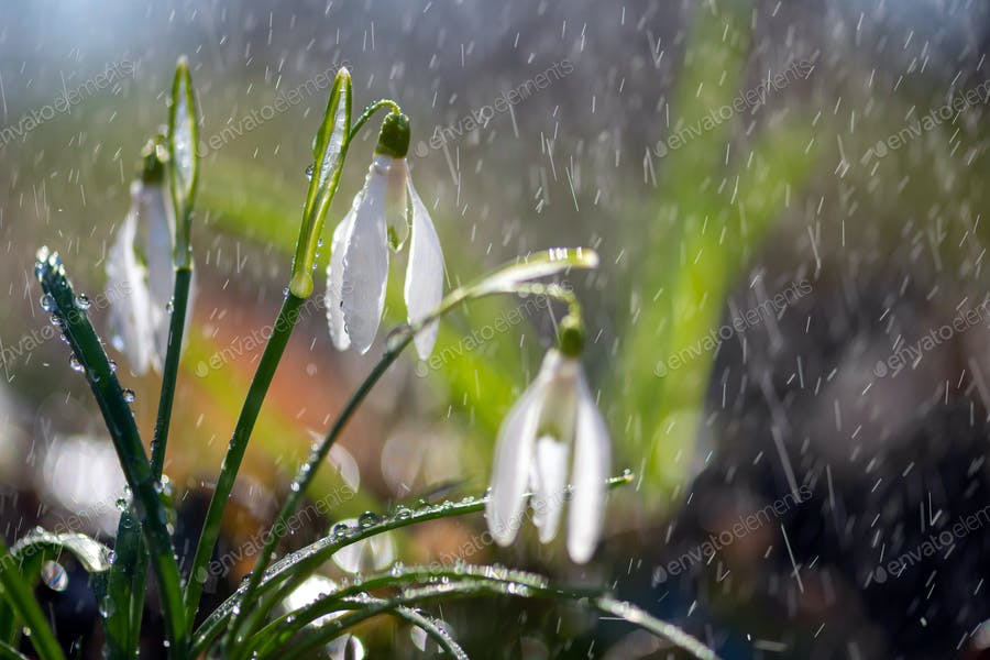 عکس بارش باران روی گل