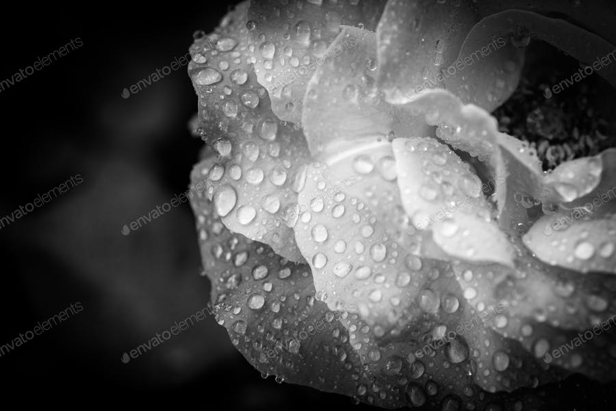 عکس سیاه و سفید گل رز