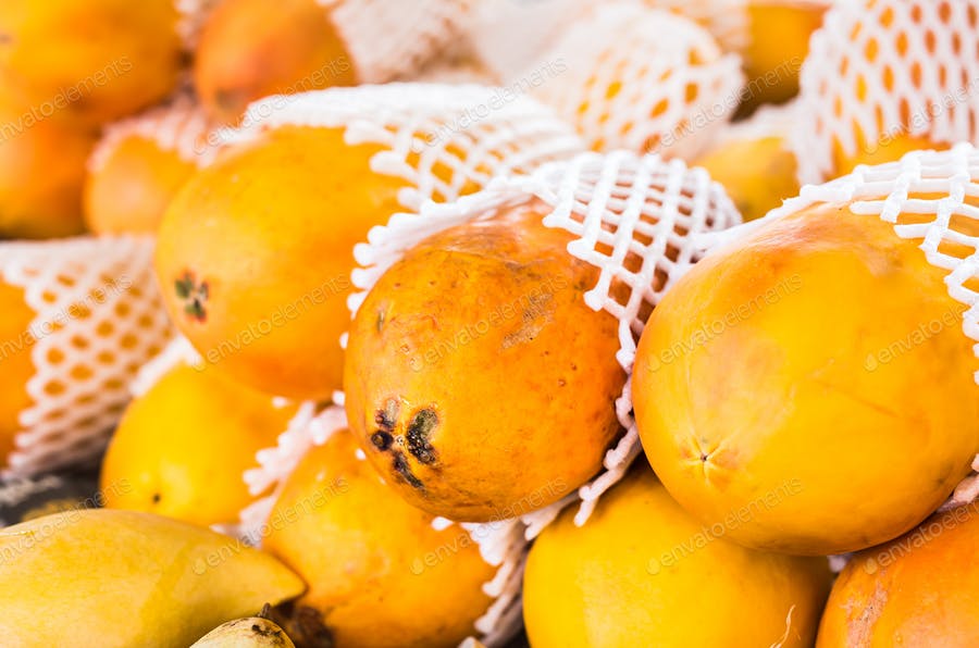 عکس پاپایا مزرعه فوتیج