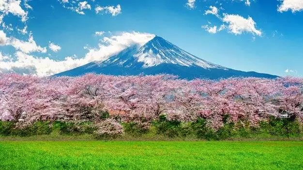 عکس شکوفه های گیلاس در نزدیکی کوه فوجی
