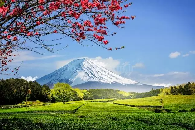 عکس طبیعت اطراف کوه فوجی