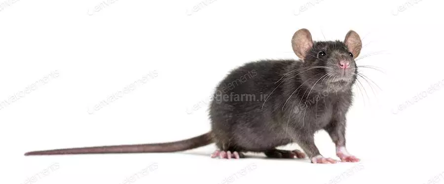 عکس موش سیاه
