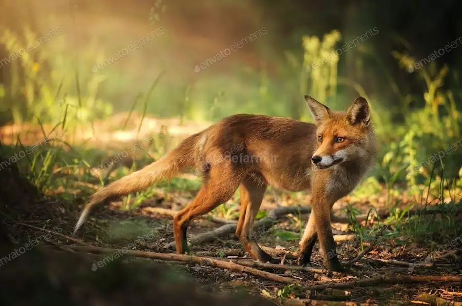 عکس روباه در جنگل