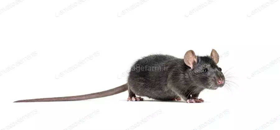 عکس موش سیاه