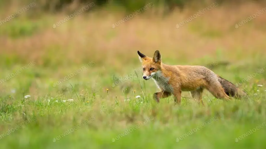 عکس بچه روباه قرمز در جنگل