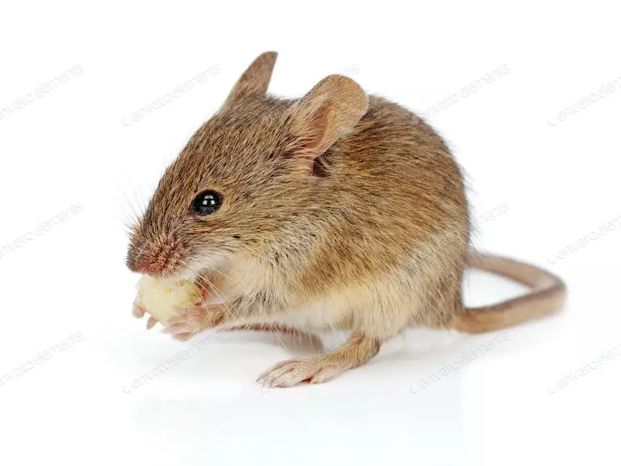 عکس موش خانگی در حال جویدن غذا