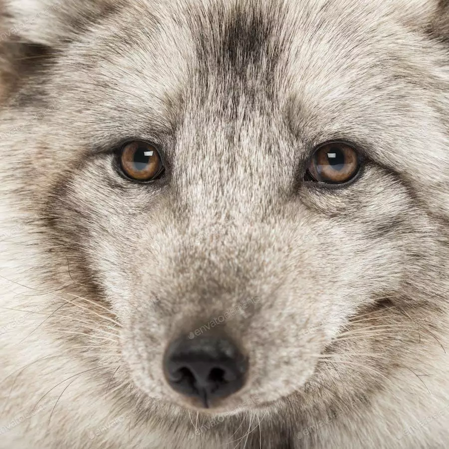 عکس صورت روباه قطبی