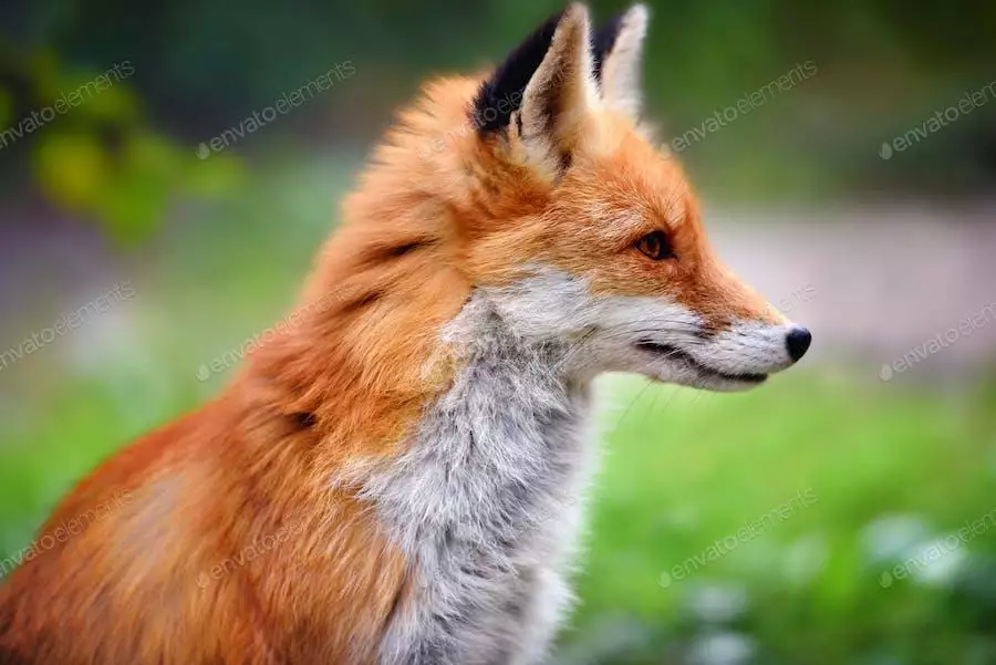 44176 Red Fox Against A Green Nature Background 44176 Red Fox Against A Green Nature Background