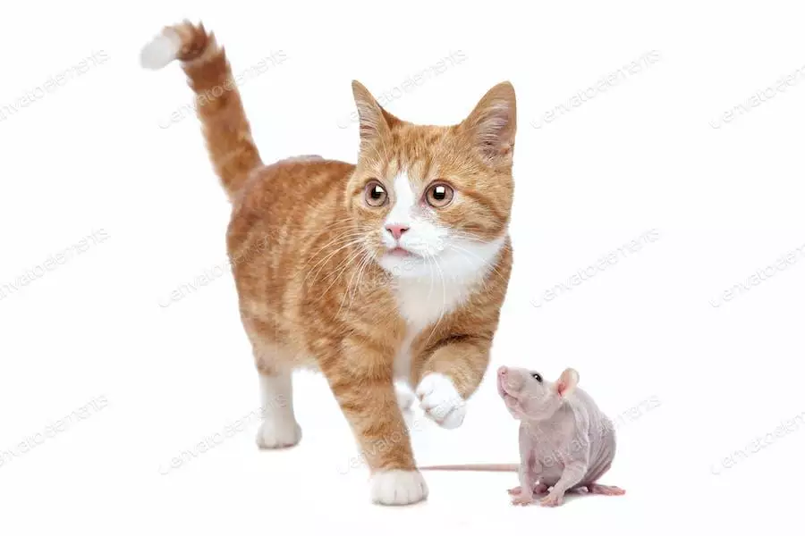 عکس موش و بچه گربه