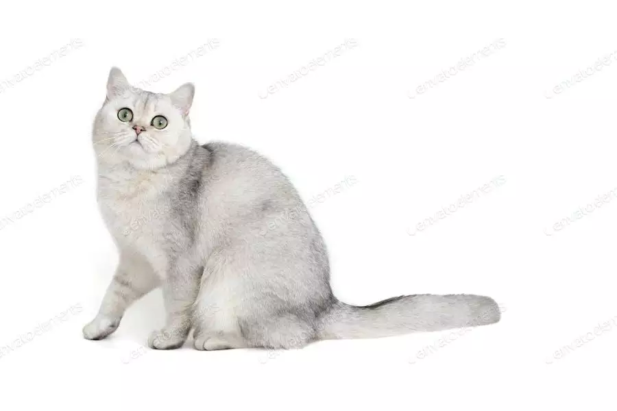 عکس گربه بریتیش سفید