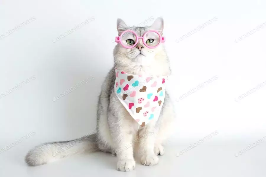 عکس گربه با دستمال گردن و عینک