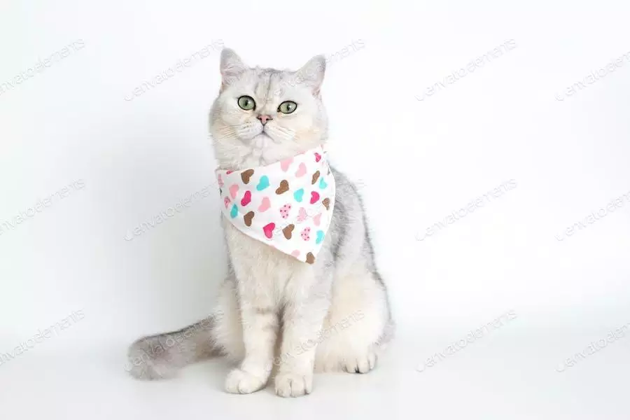 عکس گربه سفید نشسته