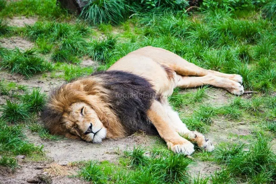 عکس شیر خوابیده
