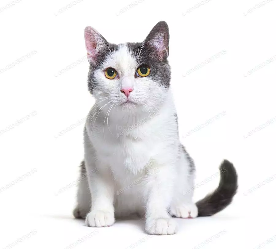 عکس گربه سفید خاکستری