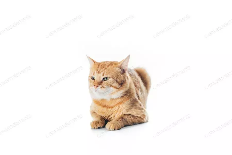 عکس گربه خانگی نشسته روی زمین