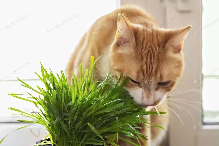 عکس گربه در کنار سبزه گندم