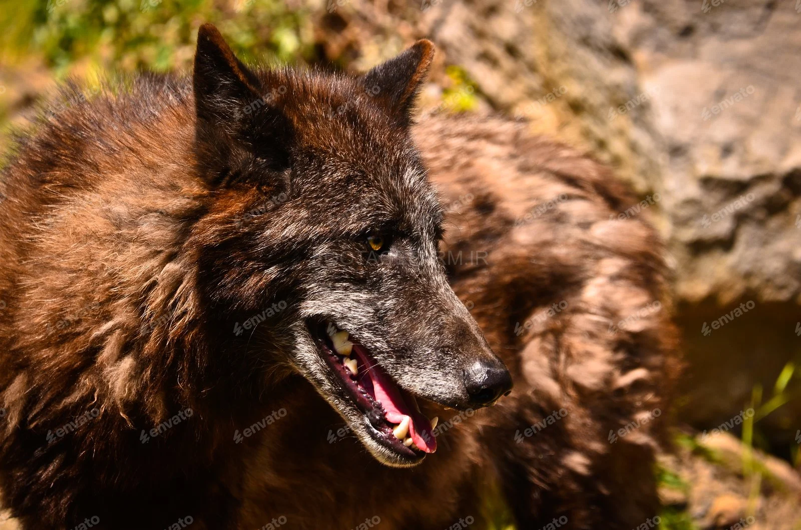 عکس گرگی زیبا با پوستی گرم